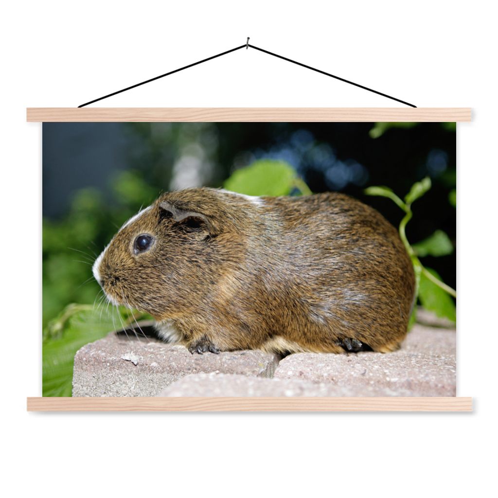 MuchoWow Textilposter Meerschweinchen-Porträt 60x40 cm mit holzfarbenen Rahmen - Bilder