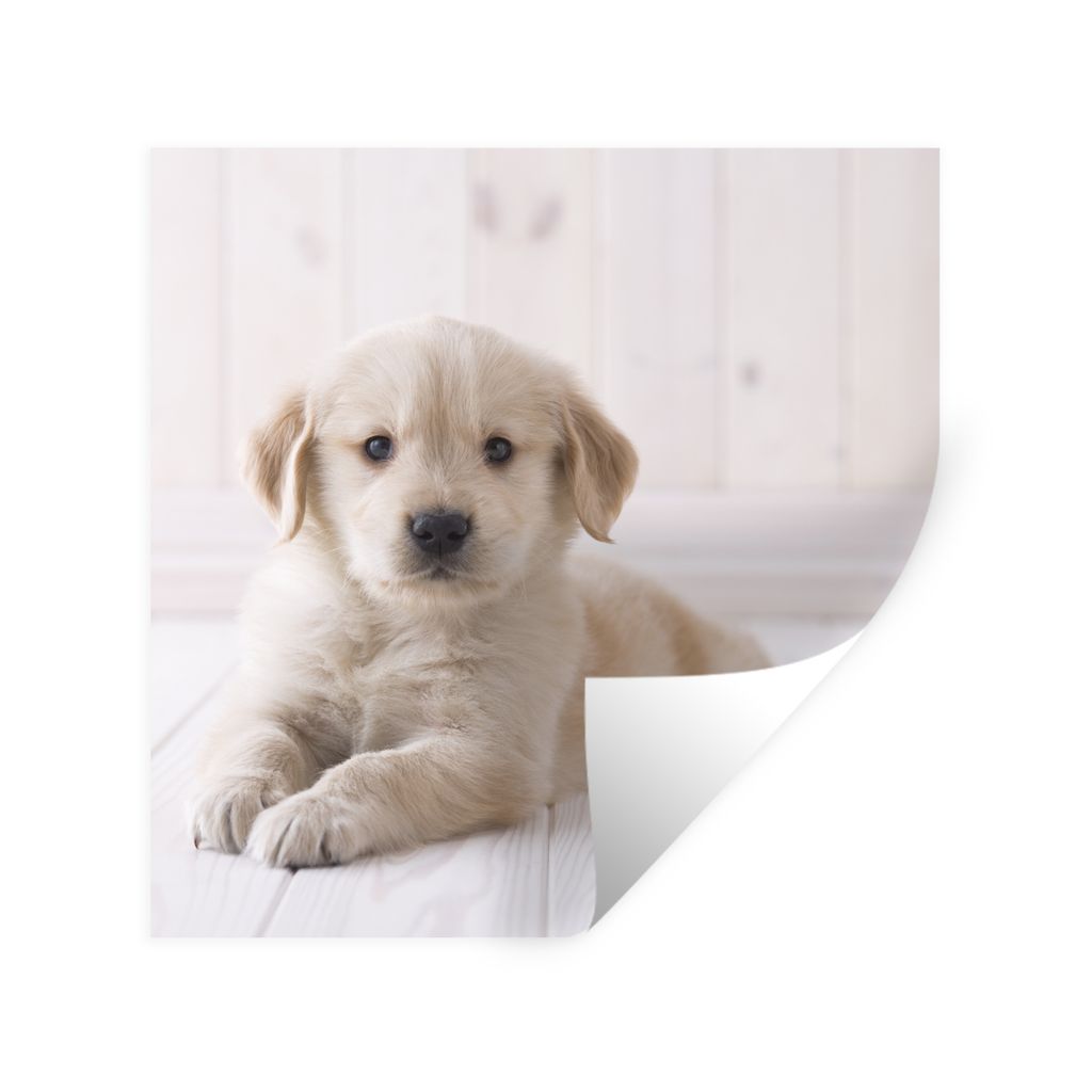 MuchoWow Wandtattoo Wandsticker Wandaufkleber Weißer Golden Retriever Welpe 100x100 cm Selbstklebend und Repositionierbar - Wierderverwendbar - ...