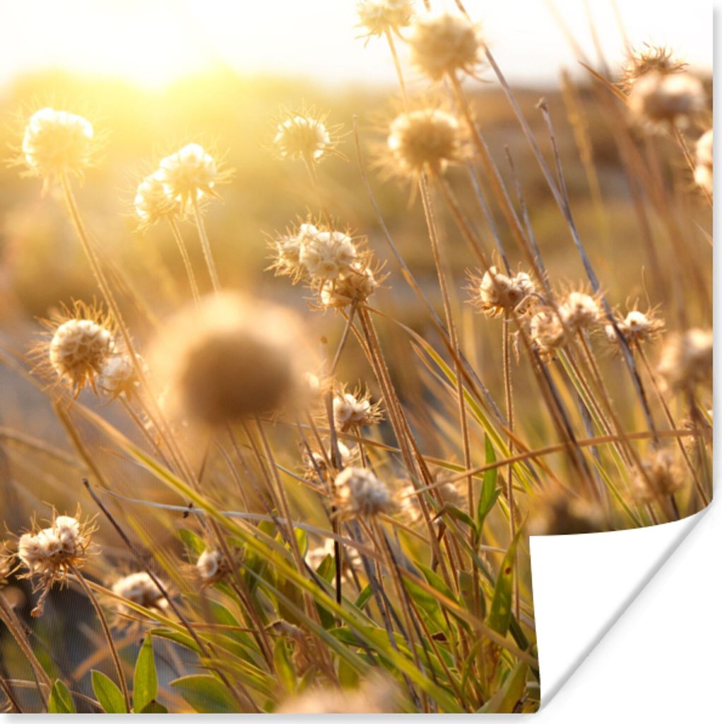 MuchoWow Poster Pflanzen - Natur - Blumen - Sonne - Horizont 30x30 cm - Wandposter - Printing