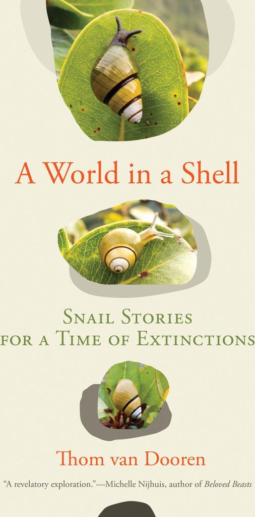 A World in a Shell