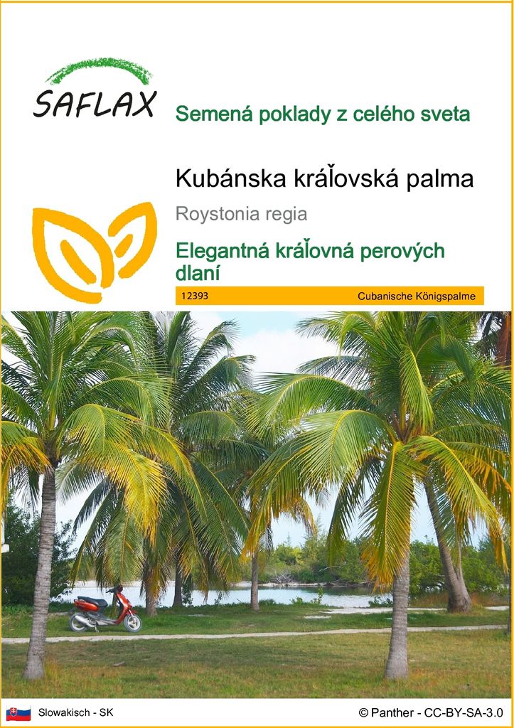 SAFLAX - Kubánska kráľovská palma - Roystonia regia - 8 Obrázok produktu 
