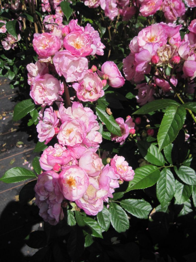 Rosa Lavender Siluetta - Ramblerrose - Kordes Rose - ADR Rose