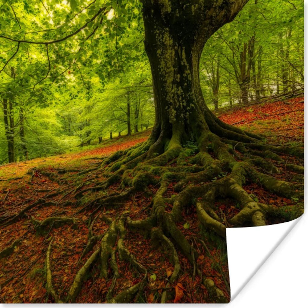 MuchoWow Poster Baum - Wald - Herbstblätter 50x50 cm - Wohnzimmerdekoration