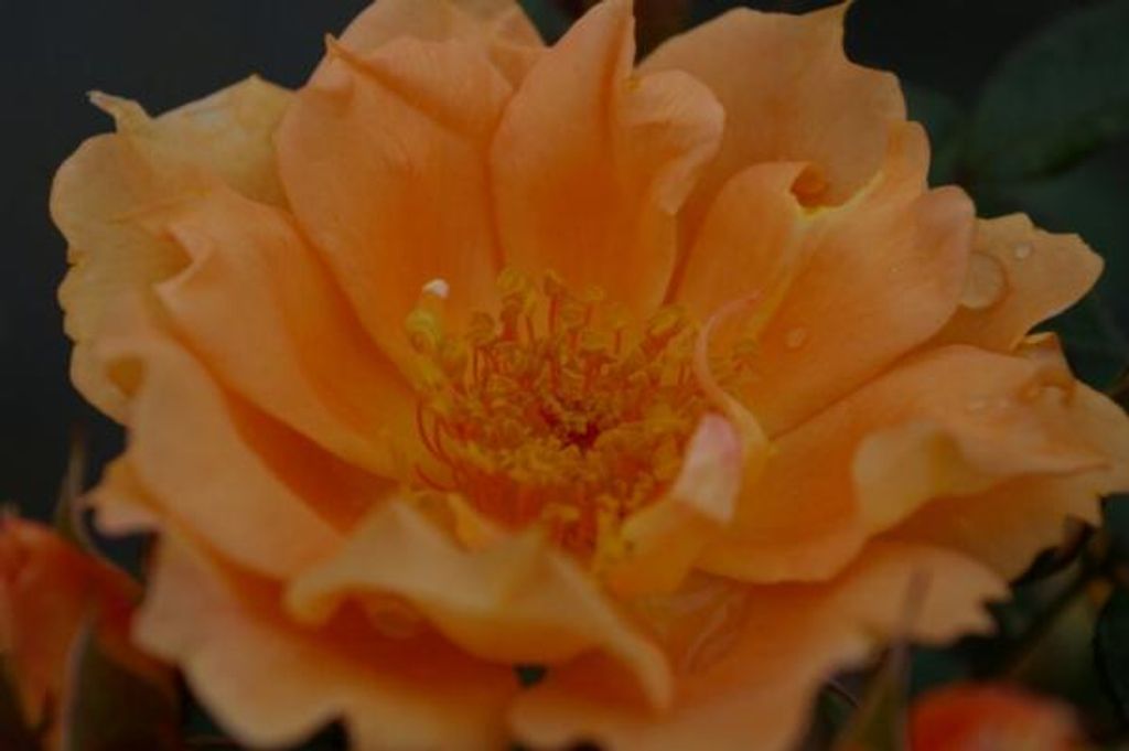 Kletterrose Bridge of Sighs - Rosa Bridge of Sighs - pfirsich-orange - Duft+ - Harkness-Rose