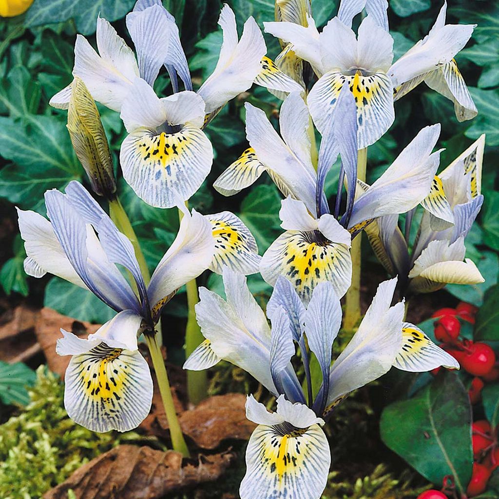 Iris Reticulata - Kosaciec Katharine Hodgkin 10 szt. Irysy Zdjęcie produktu 