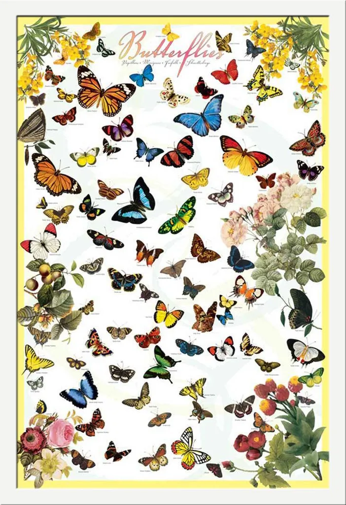 Affiche Éducative Papillons Shinsuke avec Cadre MDF Blanc 61x91,5 cm