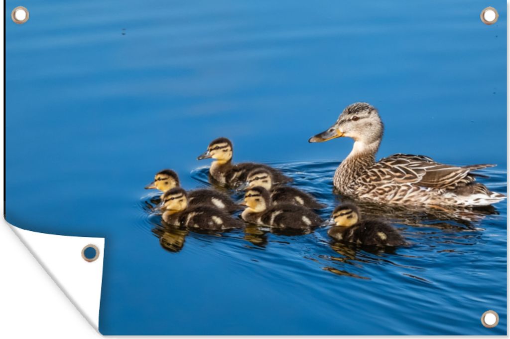 MuchoWow 60x40 cm Outdoor-Poster Gartendeko Sichtschutz Garten Poster für den Garten Ente - Wasser - Vogel - Braun