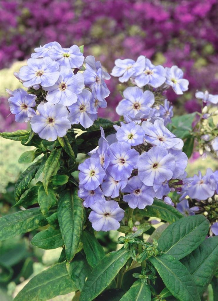 Phlox paniculata 'Blue Boy', Flammenblume, blau, ca. 11x11 Produktbild 