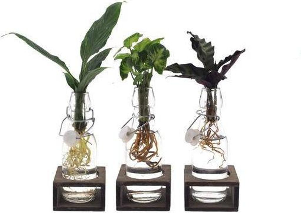 Intenz Mix im Ann Glas – Zimmerpflanzen-Set – 3-teilig – Ø7cm – 25cm – Moderne Glaspflanzen für stilvolle Deko – Pflegeleicht
