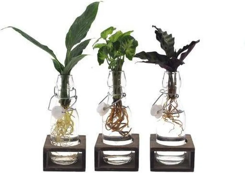 Trio de Plantes Vertes en Vase de Verre - Décoration Végétale Moderne