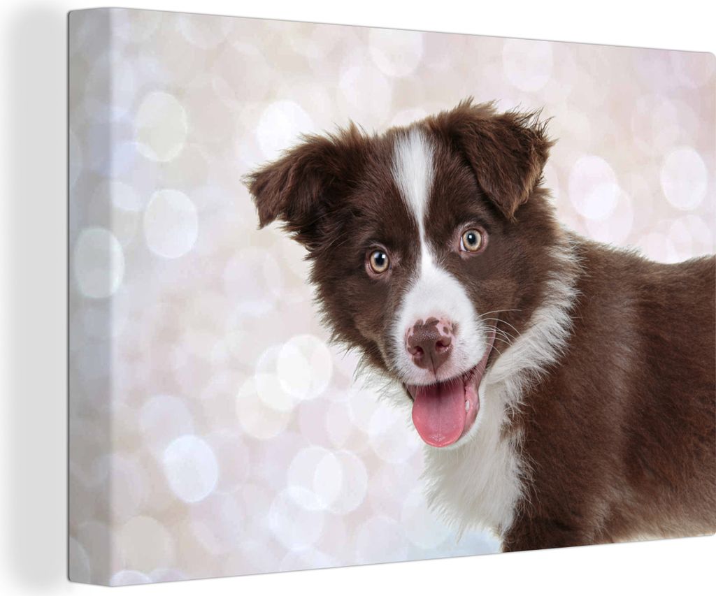 OneMillionCanvasses - Leinwandbilder - 140x90 cm, Brauner und weißer Border Collie Welpe streckt seine Zunge heraus, Wandbilder Kunstdruck Wandd...