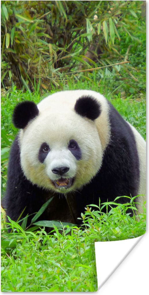 MuchoWow Poster Panda - Gras - Tier 75x150 cm - Dekoration für die Wände