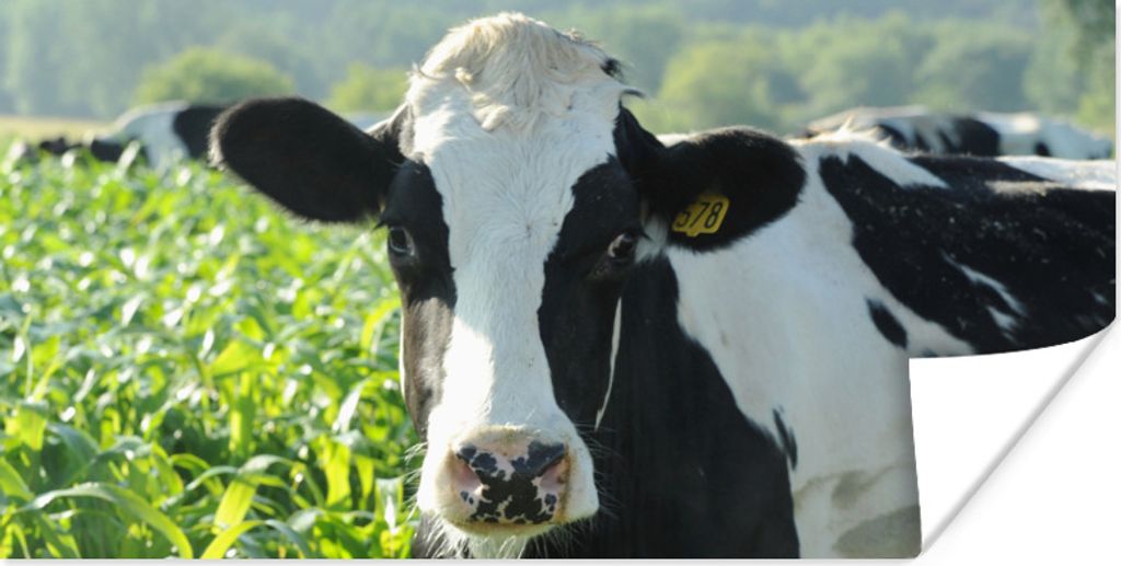 MuchoWow Poster Kuh - Gras - Berg - Tiere 160x80 cm - Foto Poster