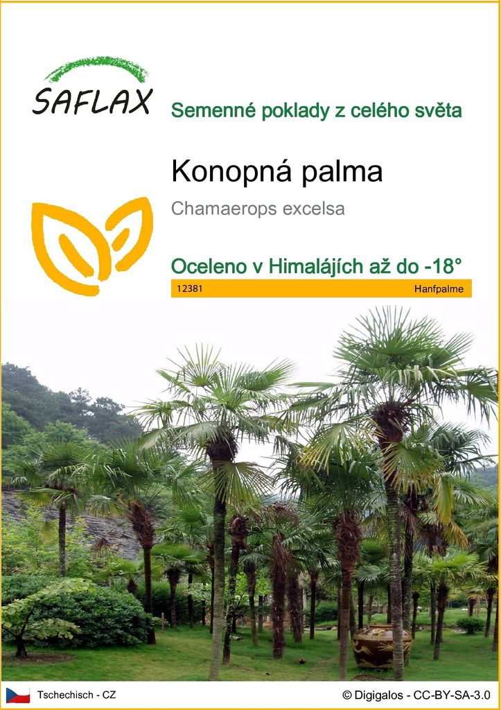 SAFLAX - konopná palma - Chamaerops excelsa - 10 Semena Obrázek produktu 