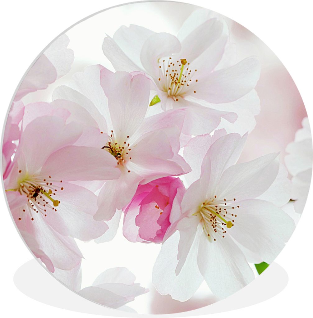 MuchoWow Rundes Wandbild - Runde Bilder Blumen - Weiß - Rosa - Frühling Ø 30 cm Kreis Wanddekoration Kunststoff - Wandkreis - Wandschmuck - Sc...