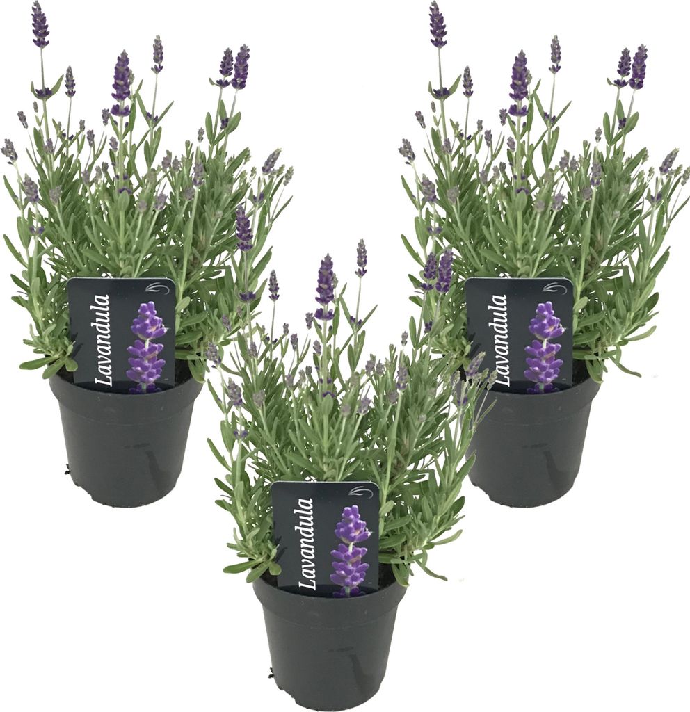 3er Set - Lavandula Angustifolia Ardèche - Lavendel Pflanze Winterhart - Duftlavendel - Gartenpflanzen Winterhart - Mehrjährig - Höhe 10-20 cm