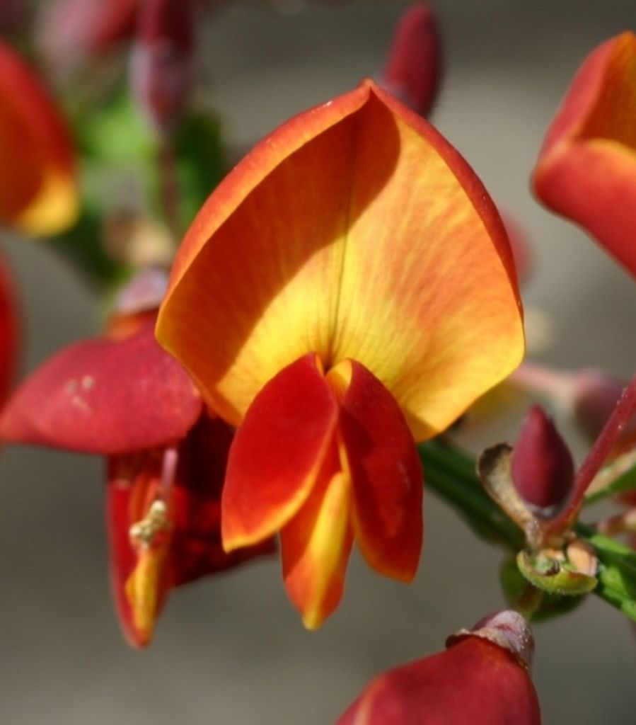 Cytisus scoparius Lena - Gelboranger Ginster Lena - Edelginster 40-60