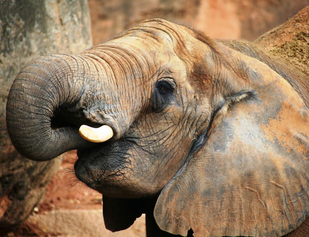 hansepuzzle 84341 - Elefant Puzzle, 1000 Teile, Natur, 60,0 x 46,0cm mit hochwertiger Aufbewahrung, Kartonbox und wiederverschließbarem Beutel