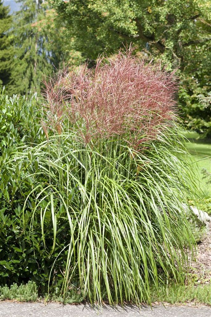 Miscanthus sinensis 'Große Fontäne', Chinaschilf, ca. 11x11 Produktbild 
