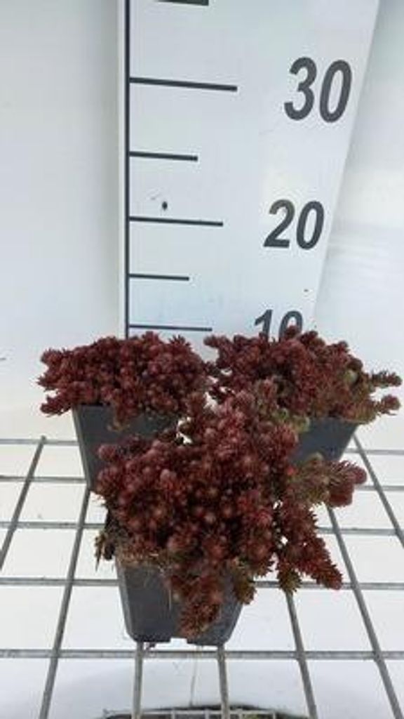 6 x Sedum hybr. 'Chocolate Ball' - Fettblatt - Topf 9 x 9 cm