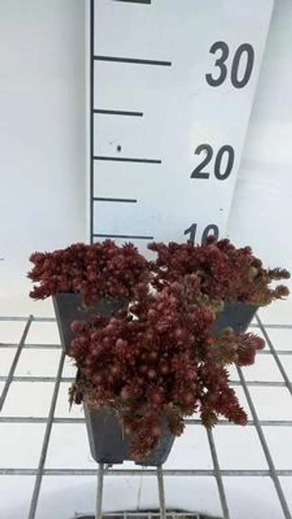 6 Sedum hybr. Chocolate Ball en pot de 9cm - Succulente Feuillage Brun