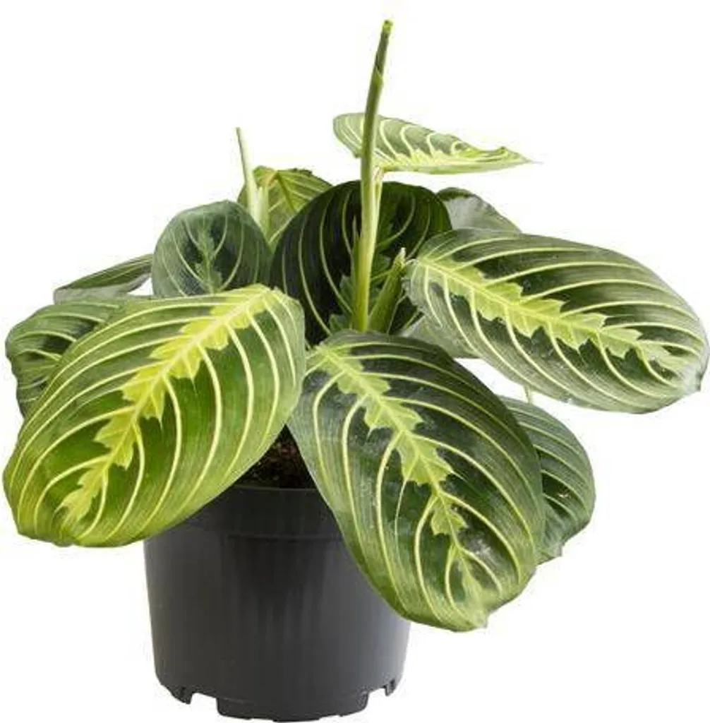 Plante d'intérieur Maranta Lemon Lime Ø12 cm pour déco exotique