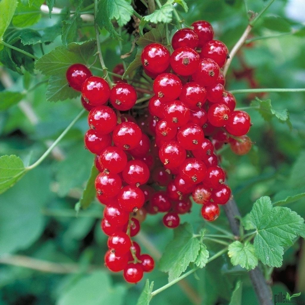 große Rote Johannisbeere Jonkheer van Tets leckere Früchte 60-80 cm Fußstamm
