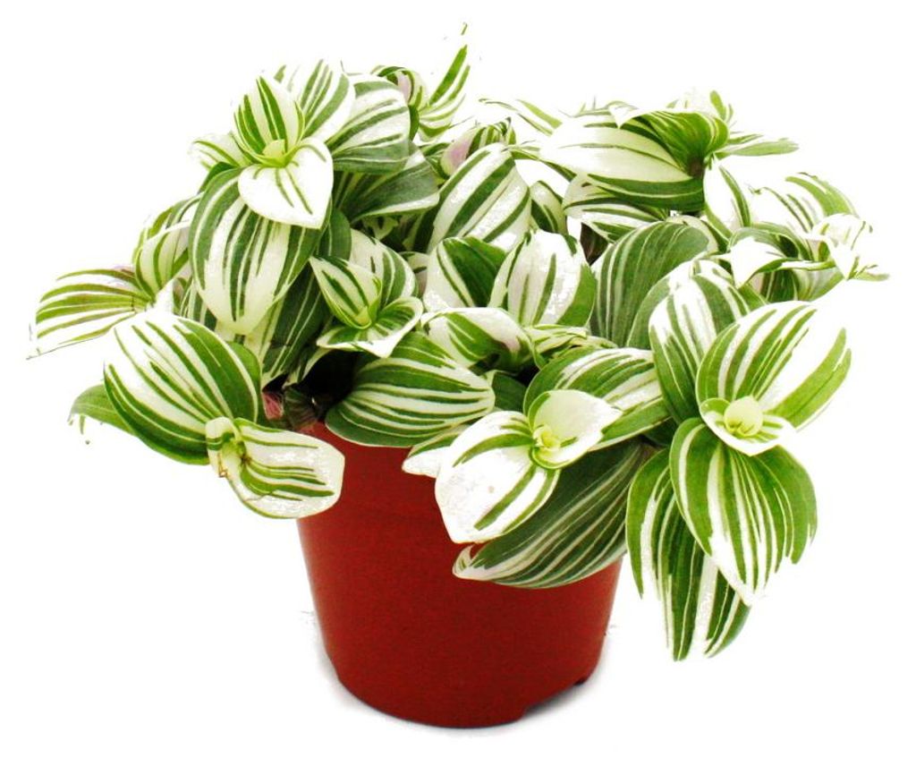 Serduszka egzotyczne - kwiat trójramienny - Tradescantia Zdjęcie produktu 