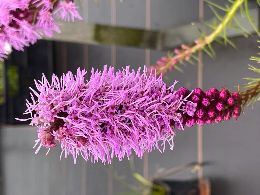 Plante vivace Liatris spicata en pot 9x9cm : Plume du Kansas violette