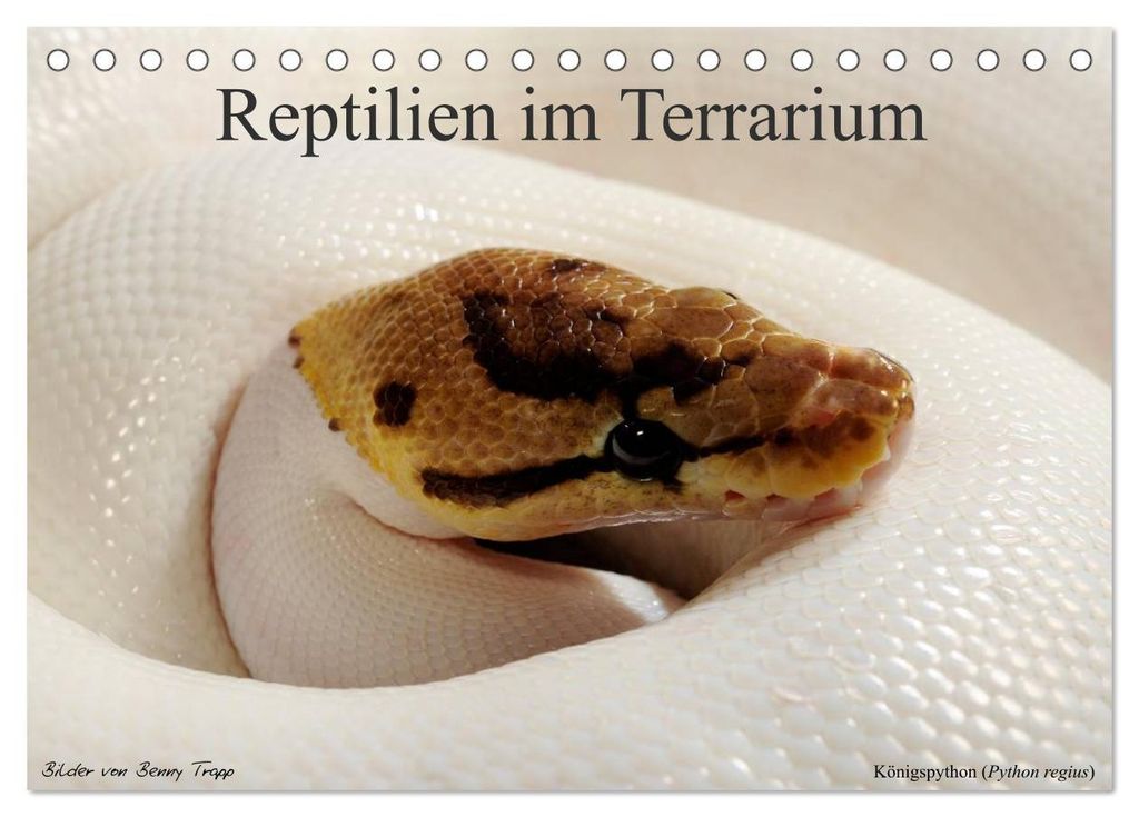REPTILIEN IM TERRARIUM (Tischkalender 2027 DIN A5 quer), CALVENDO Monatskalender