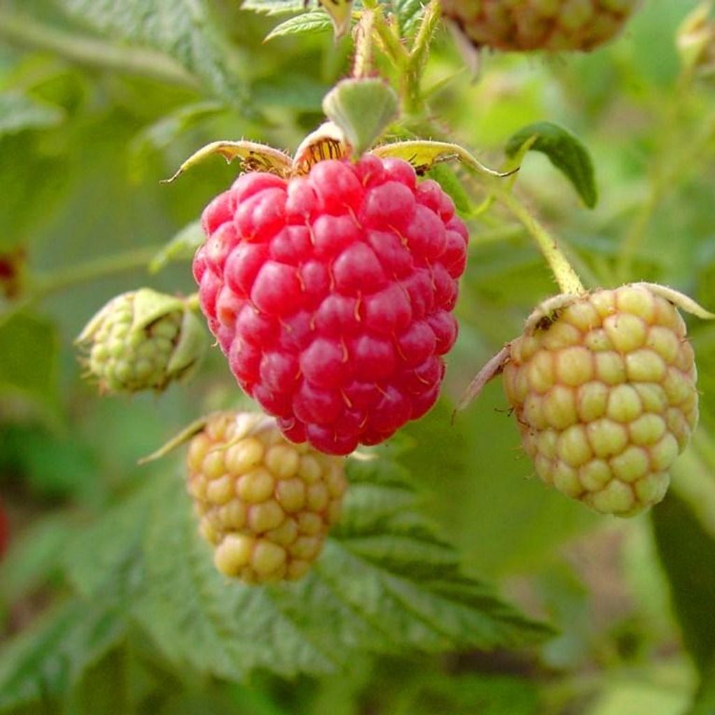 Willamette - frühe Sommerhimbeere