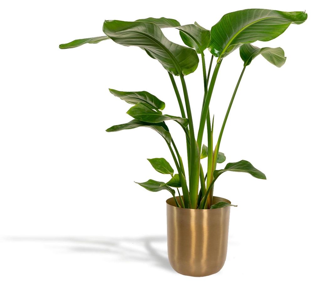 Strelitzia Nicolai inkl. Übertopf – Ø19cm 90cm – große luftreinigende Zimmerpflanze mit dekorativem Gold – Übertopf für Wohnzimmer B...