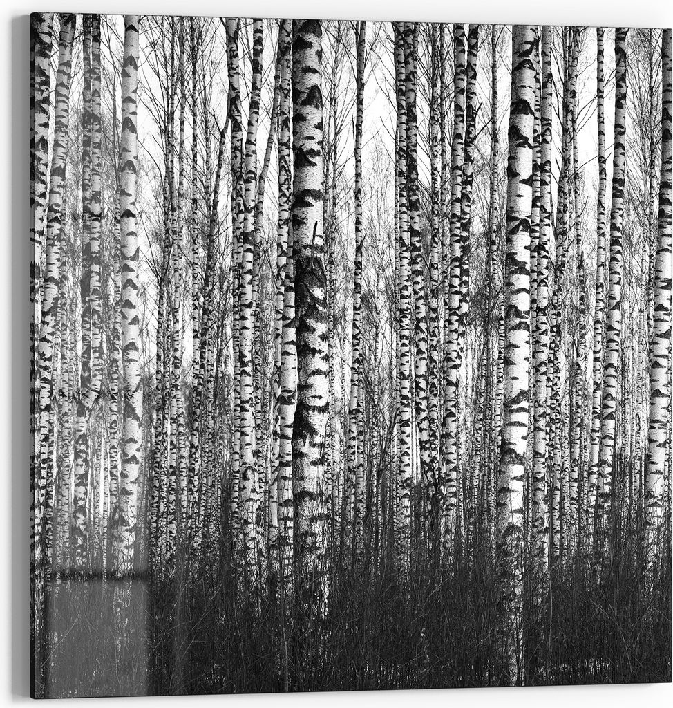 DEQORI Glasbild Echtglas 50x50 cm 'Schönheit des Waldes' Wandbild Bild modern Deko