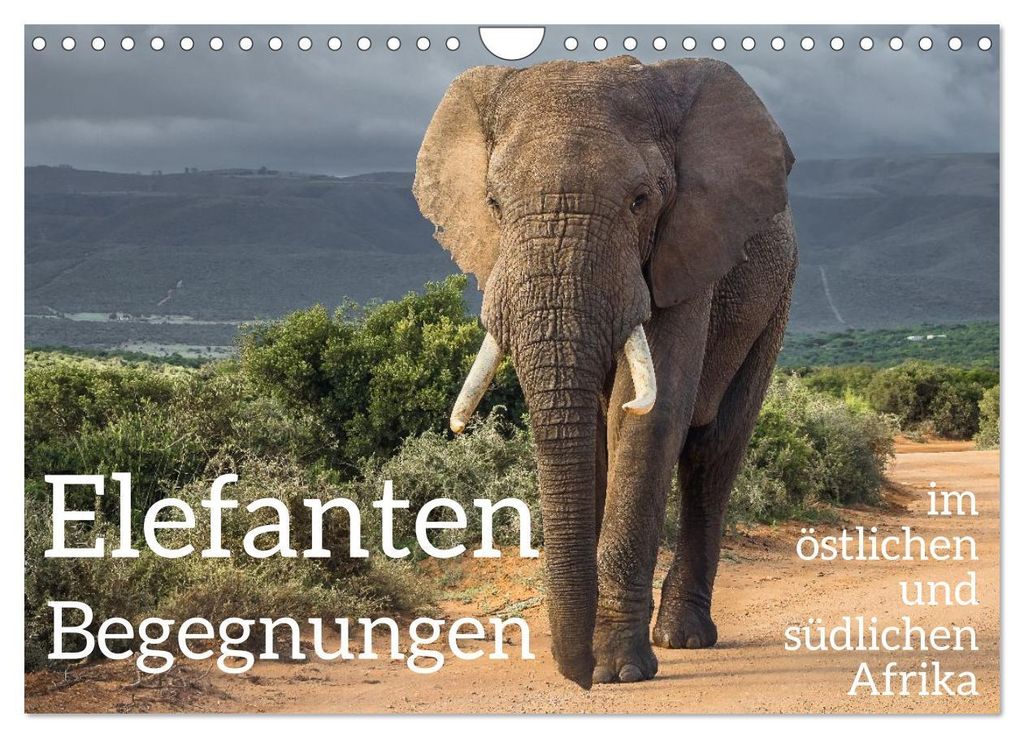 Elefanten Begegnungen im östlichen und südlichen Afrika (Wandkalender 2027 DIN A4 quer), CALVENDO Monatskalender
