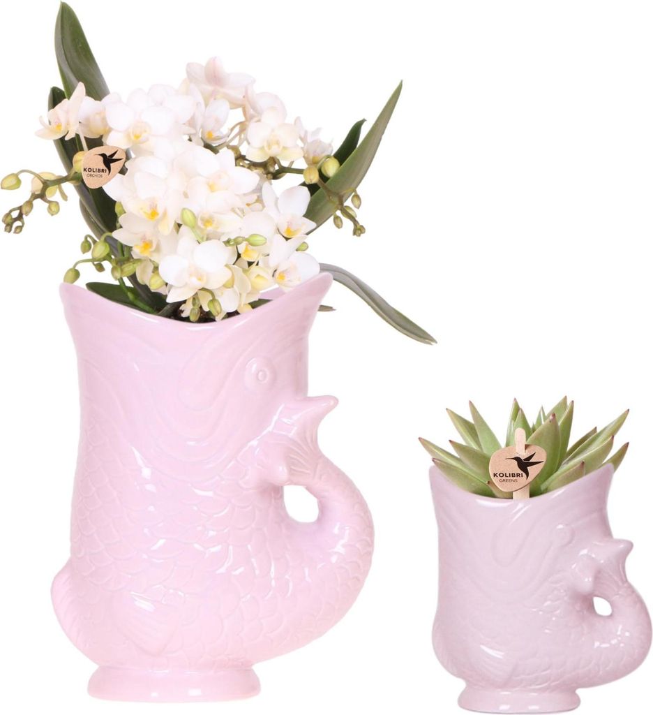 Kolibri Orchids | Set mit weißer Orchidee Nazaré und Sukkulente im rosa Fisch-Dekotopf – Topfgröße Ø9 cm & Ø6 cm | Blühende Zimmerpflanze ...