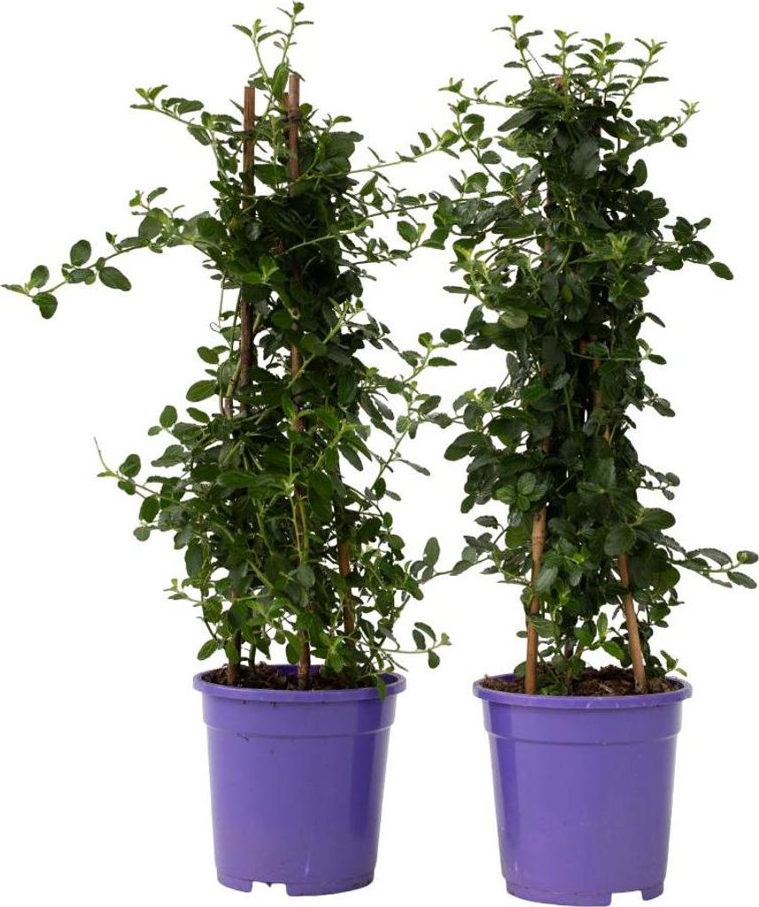 Prusznik płożący - 2 szt - Ceanothus thyrsiflorus Repens - Zdjęcie produktu 
