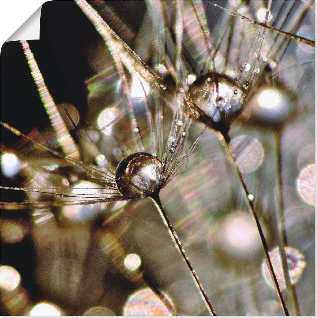 ARTland Poster Pusteblume mit Wasserperlen Größe: 50x50 cm