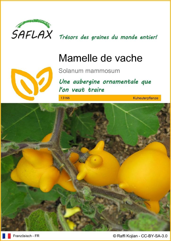 SAFLAX  - Mamelle de vache - 10 graines - Solanum Image du produit 