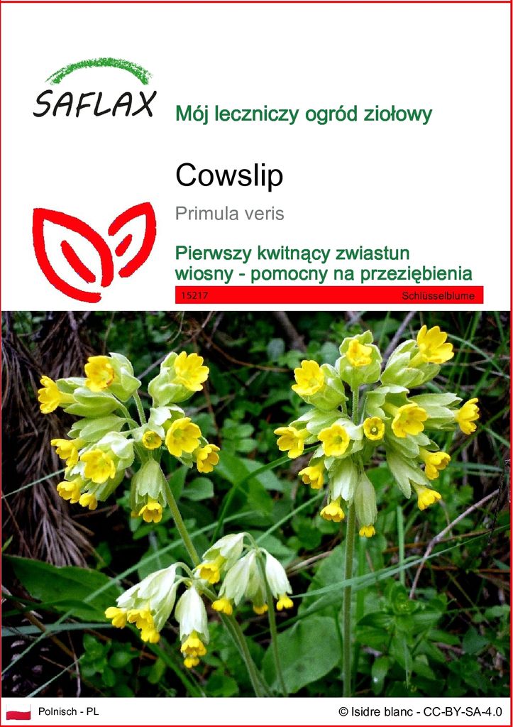 SAFLAX - Cowslip - 100 Nasiona - Primula veris Zdjęcie produktu 