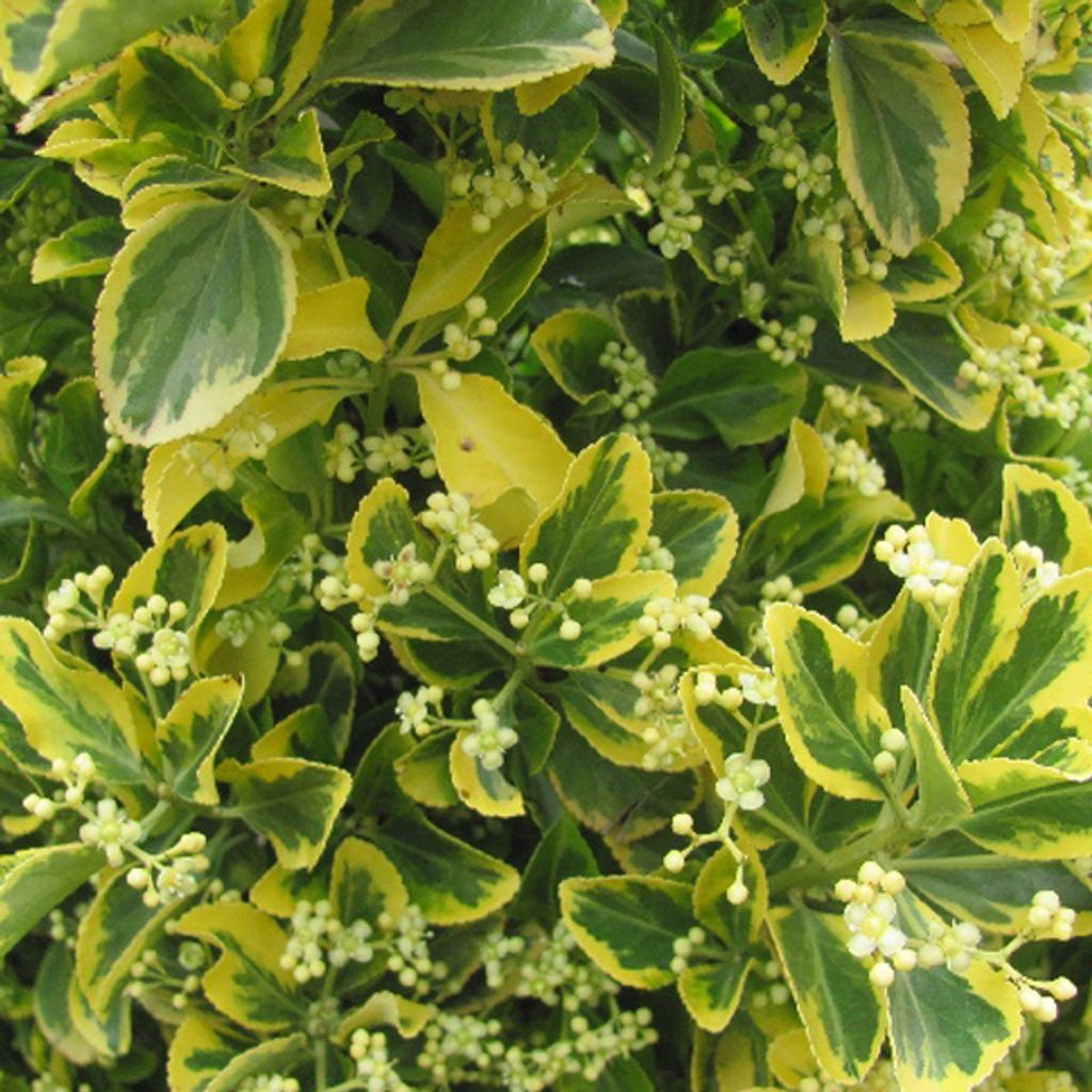 2 x Japanspindel - Euonymus japonicus 'Ovatus Aureus' | 20-30 cm in Container