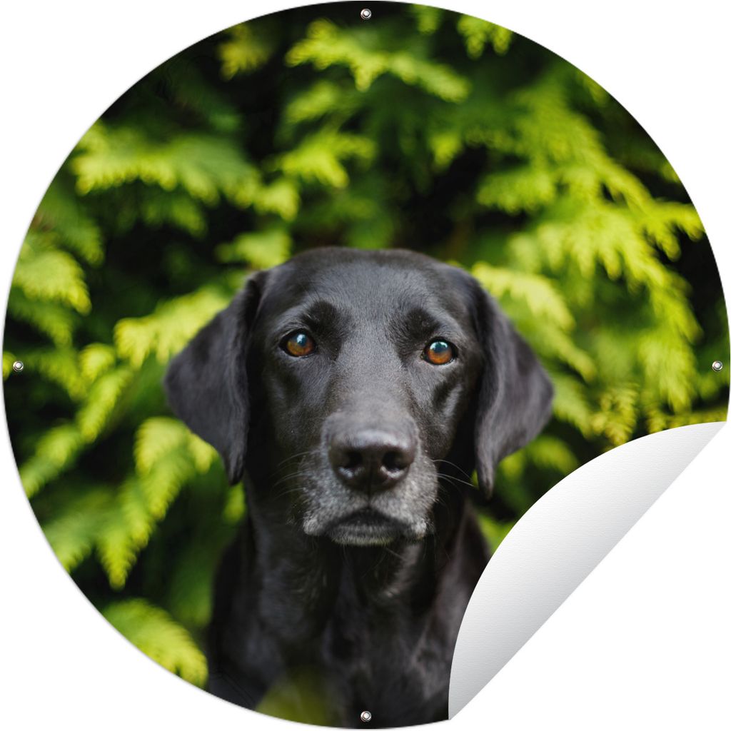 MuchoWow Gartenposter Outdoor-Poster Rund Ein schwarzer Labrador Retriever inmitten der grünen Blätter Ø 120 cm Gartendeko Rundes Poster draußen