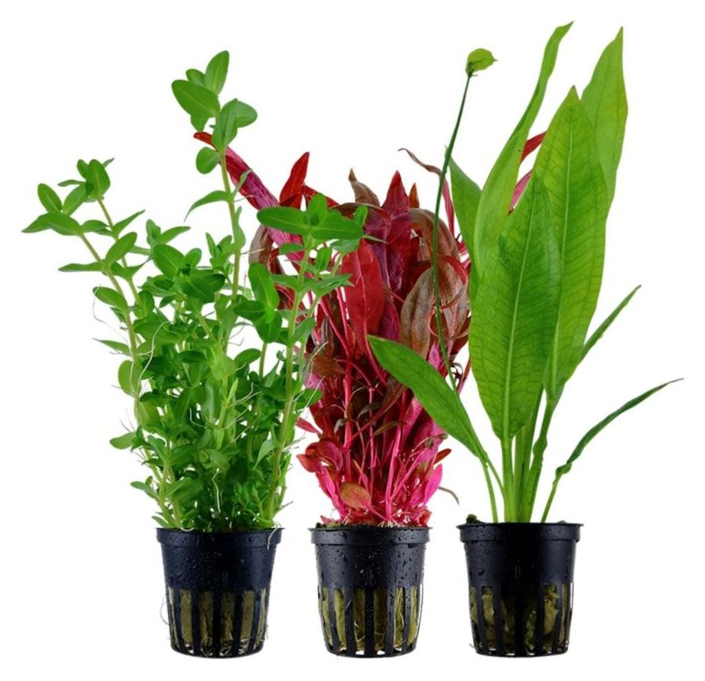 Pflanzen Set mit 3 Hintergrund Topf Aquarium Wasserpflanzen Produktbild 