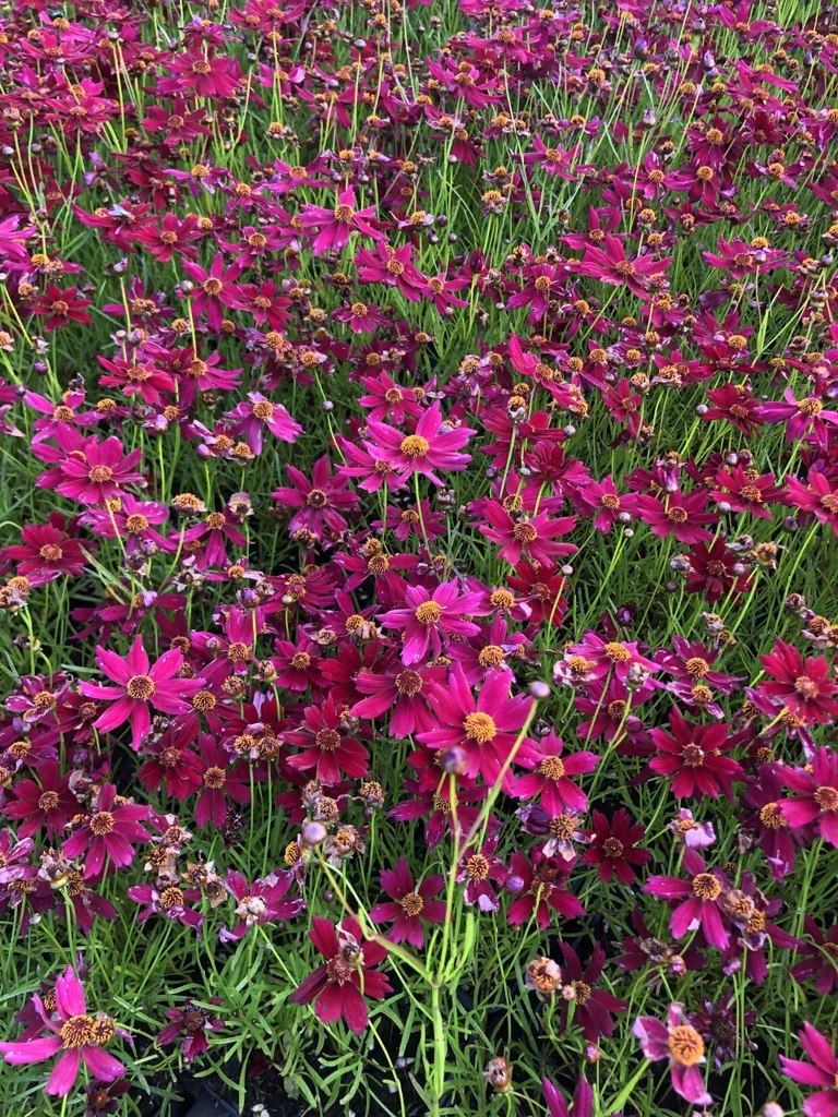 Coreopsis Ruby Red vivace résistante à la sécheresse fleurs rouge lot 6