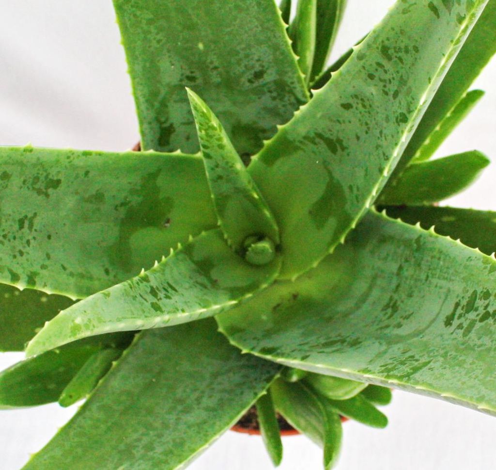 natural aloe vera Organically Produced Aloe Vera Gel - Aromatics International