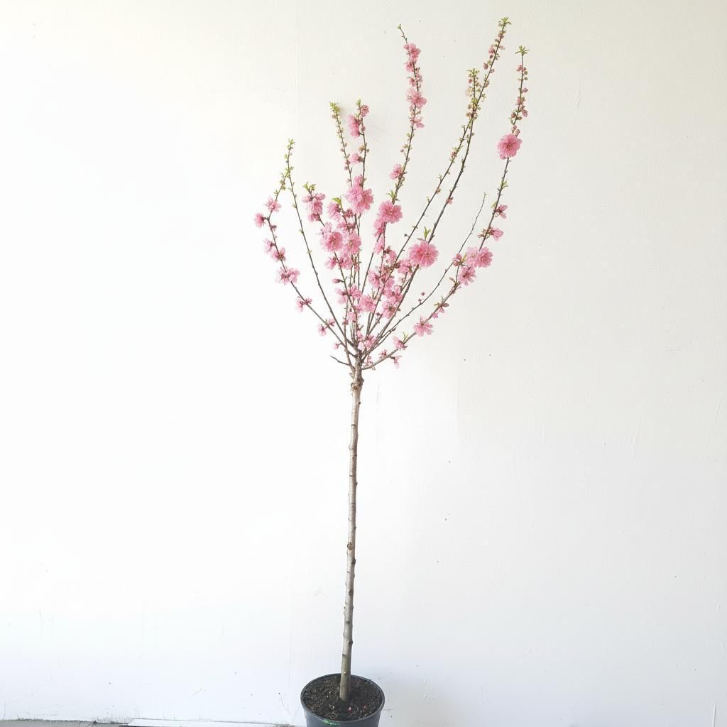 Prunus triloba, Höhe: 160-170 cm, Mandelbaun, Stamm rosa Produktbild 