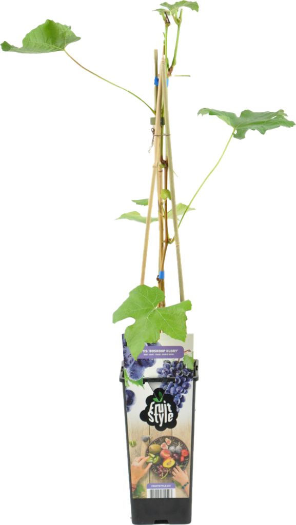 Bloomique - Vitis Vinifera 'Boskoop Glory' - Traubenpflanze - Blaue Trauben - Obstpflanzen - Gartenpflanzen - Winterhart - 14 cm - Höhe 60-70 cm
