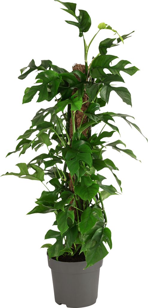 Dehner Fensterblatt Minima, Rhaphidophora tetrasperma, tiefe Blattschlitze, ca. 75-80 cm, Ø Topf 19 cm, Zimmerpflanze