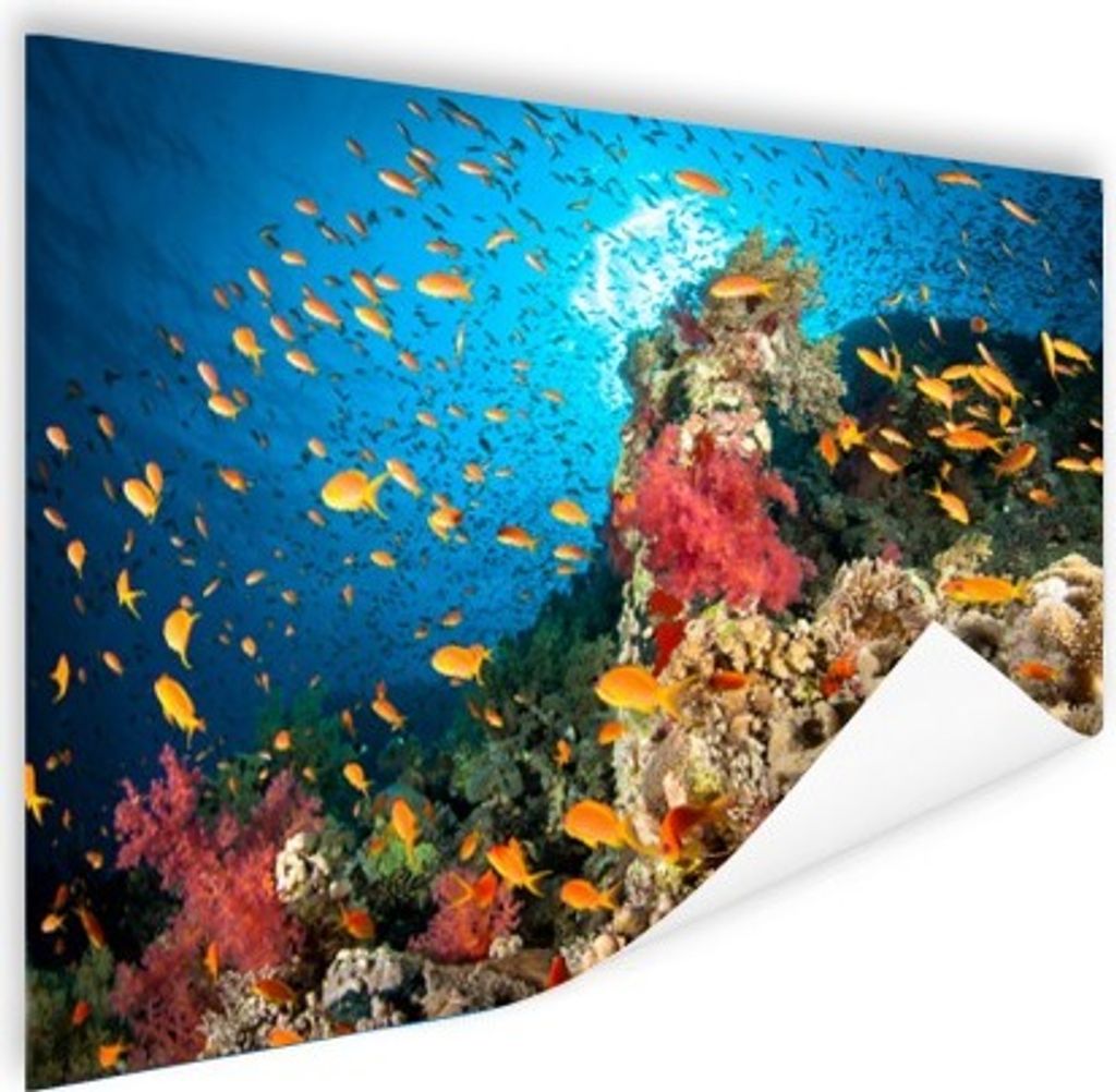 MuchoWow Poster Koralle mit Fischen 160x120 cm - Foto Plakat