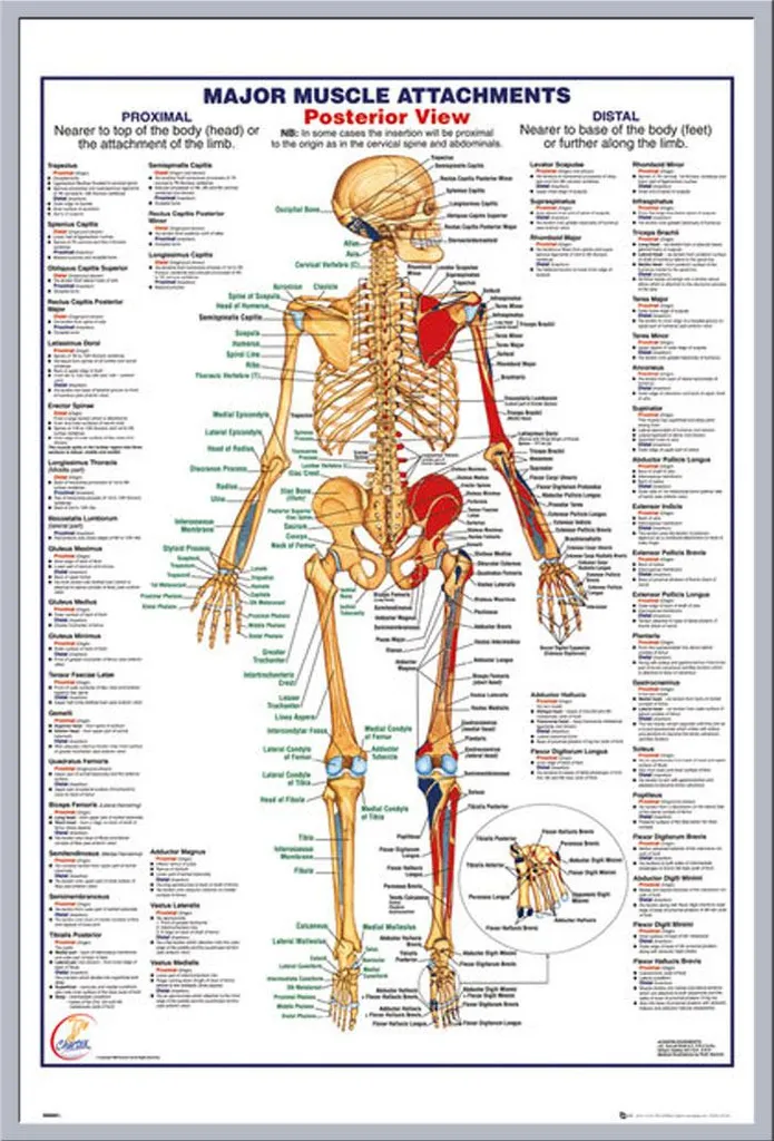 Apprendre l'anatomie muscles postérieurs affiche encadrée antireflet