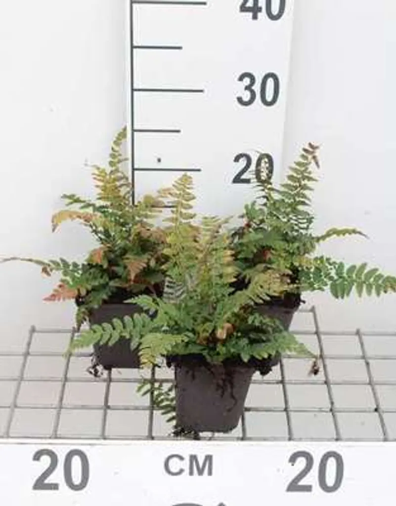 Aménagez vos coins d'ombre avec 6 Fougères Polystichum aculeatum